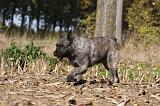 BOUVIER DES ARDENNES 298